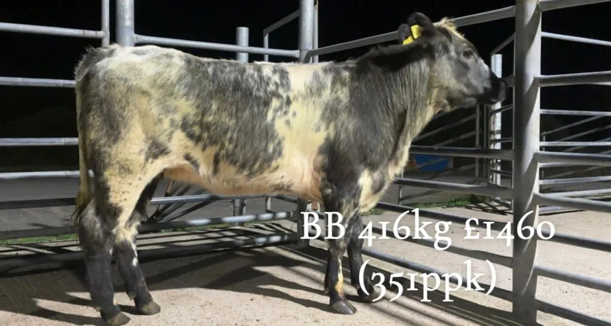 Cattle Report: Weanlings, Stores & Fat Cattle. B1 - Image 1