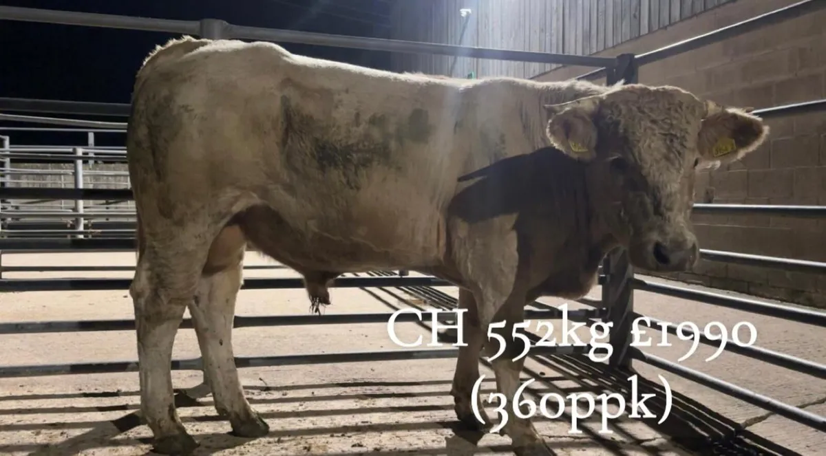 Cattle Report: Weanlings, Stores & Fat Cattle. B1 - Image 2