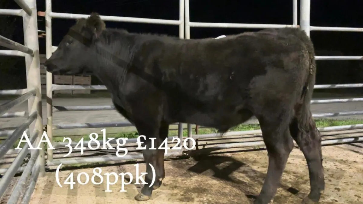 Cattle Report: Weanlings, Stores & Fat Cattle. B1 - Image 3