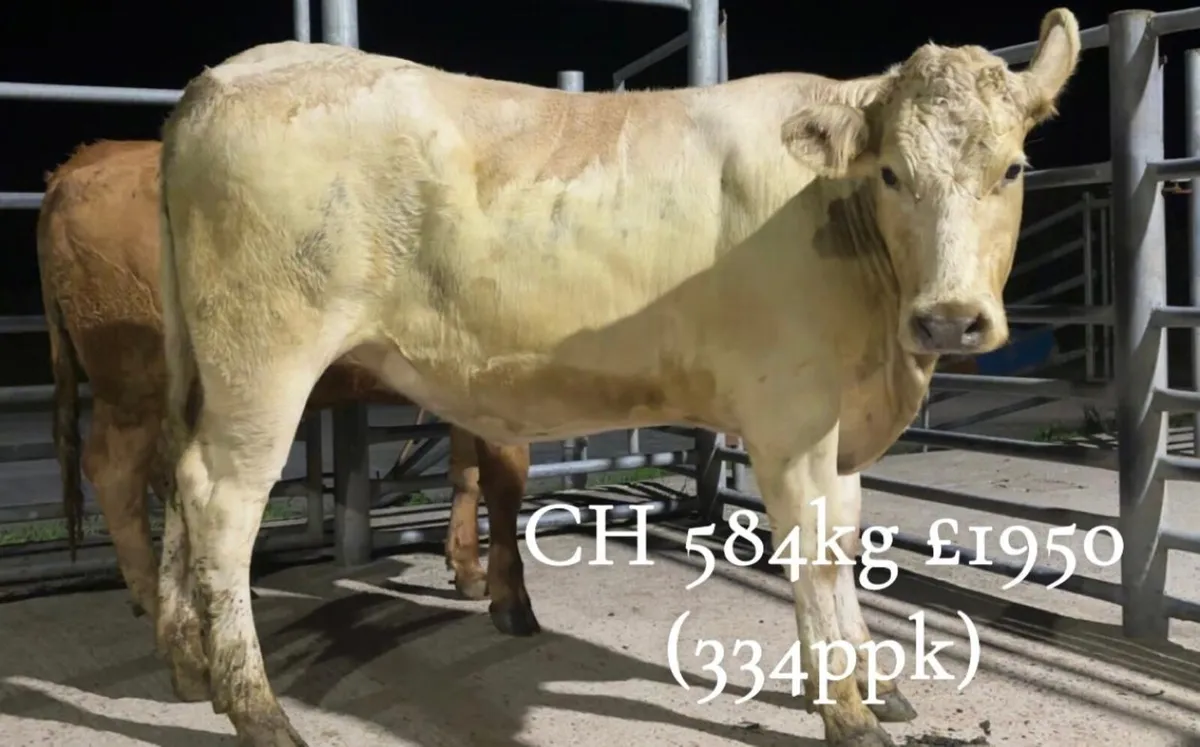 Cattle Report: Weanlings, Stores & Fat Cattle. B1 - Image 4