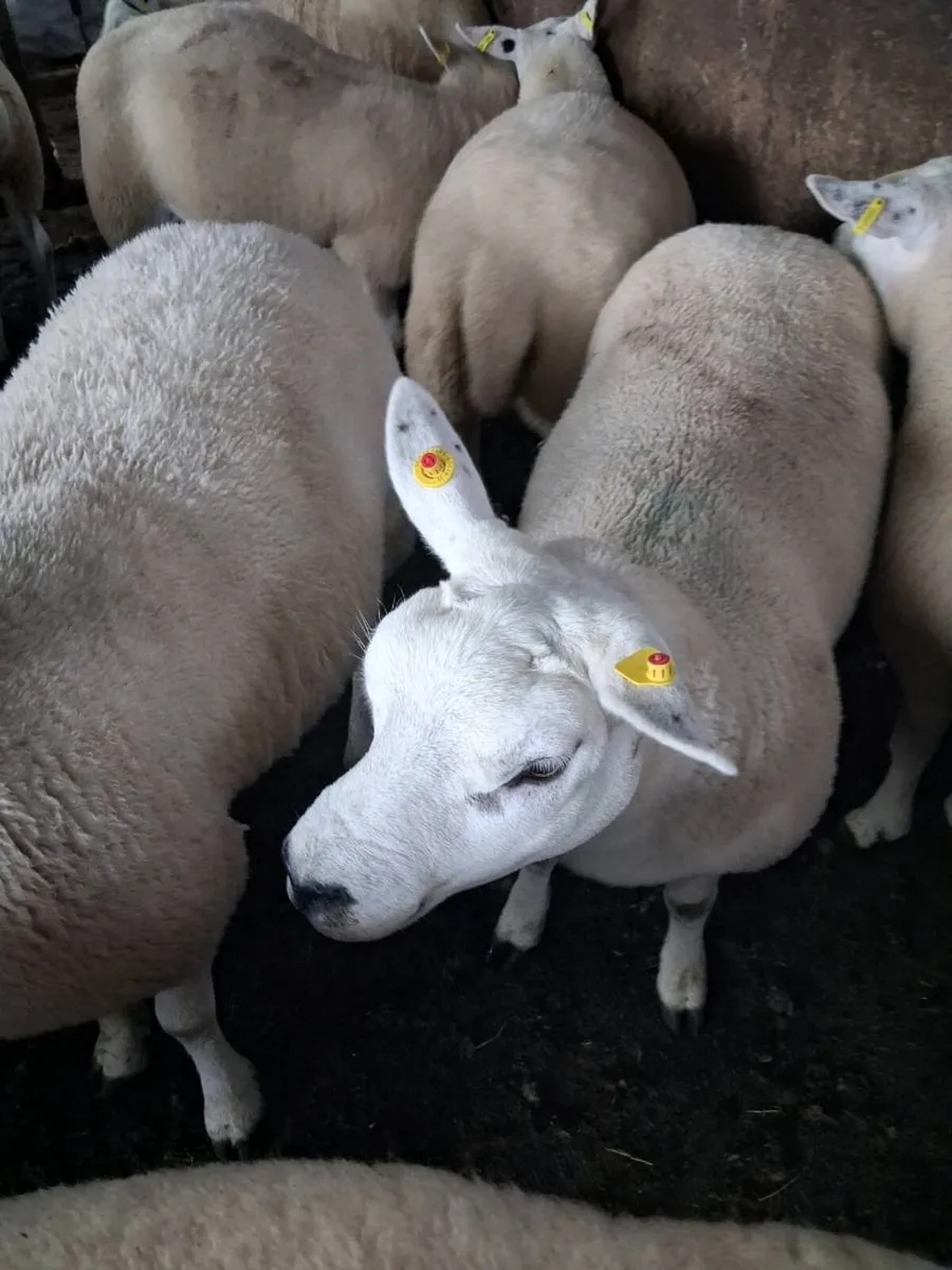 Texel  cross hogget  ewes.All - Image 2