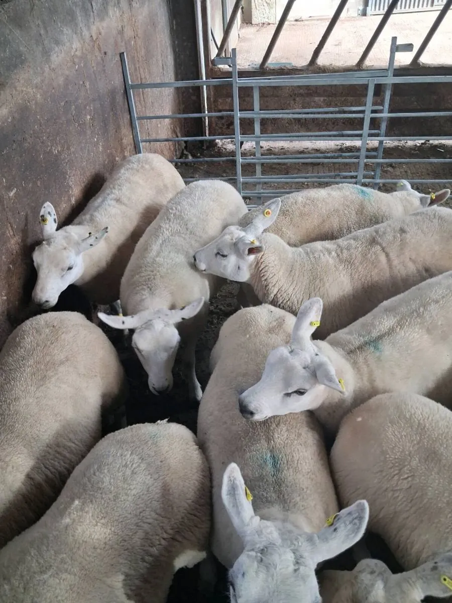Texel  cross hogget  ewes.All - Image 3