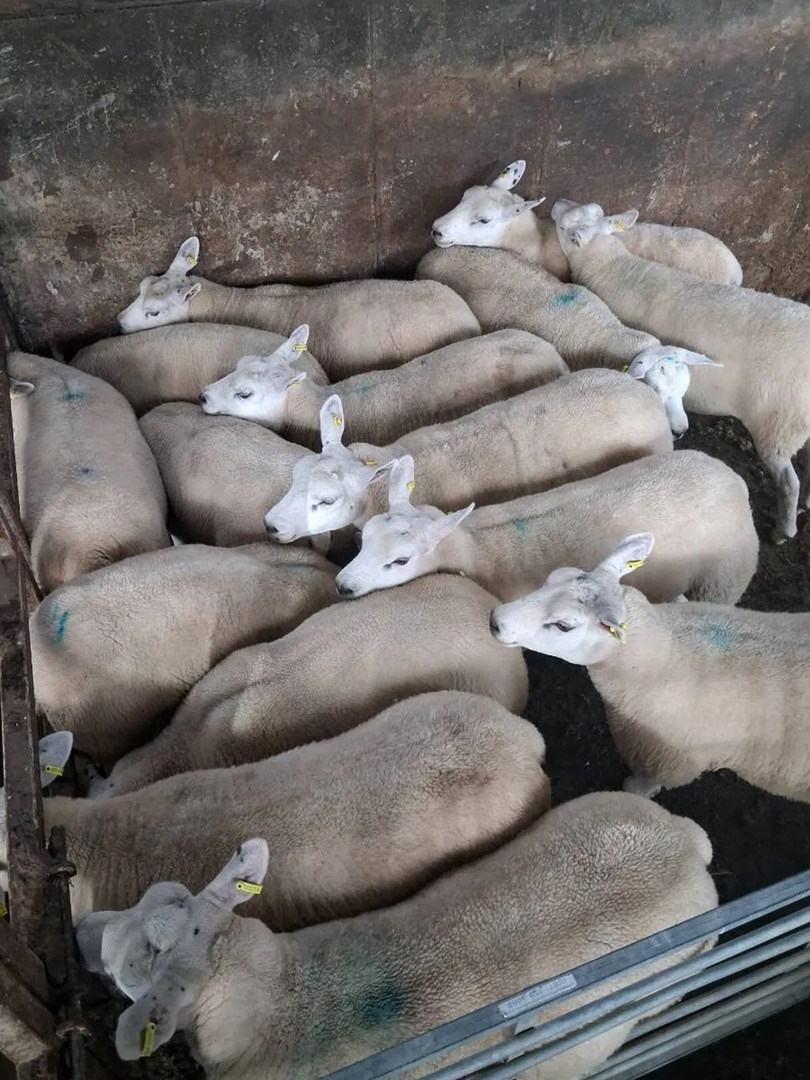Texel  cross hogget  ewes.All - Image 4
