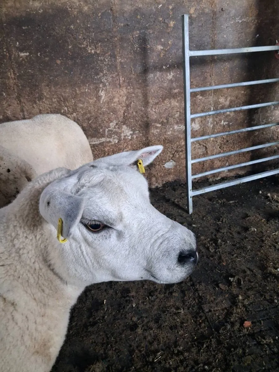 Texel  cross hogget  ewes.All - Image 1