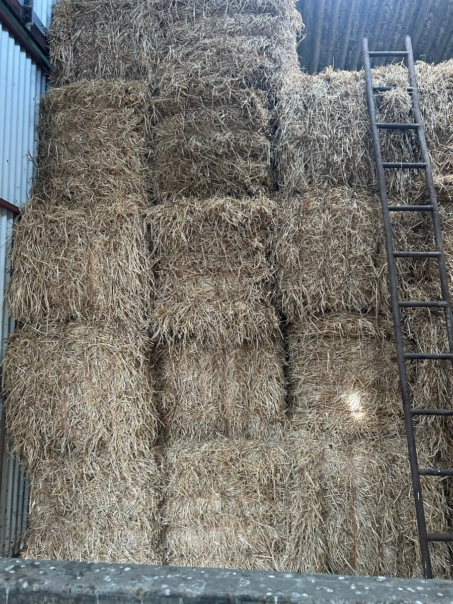 Barely straw - Image 1