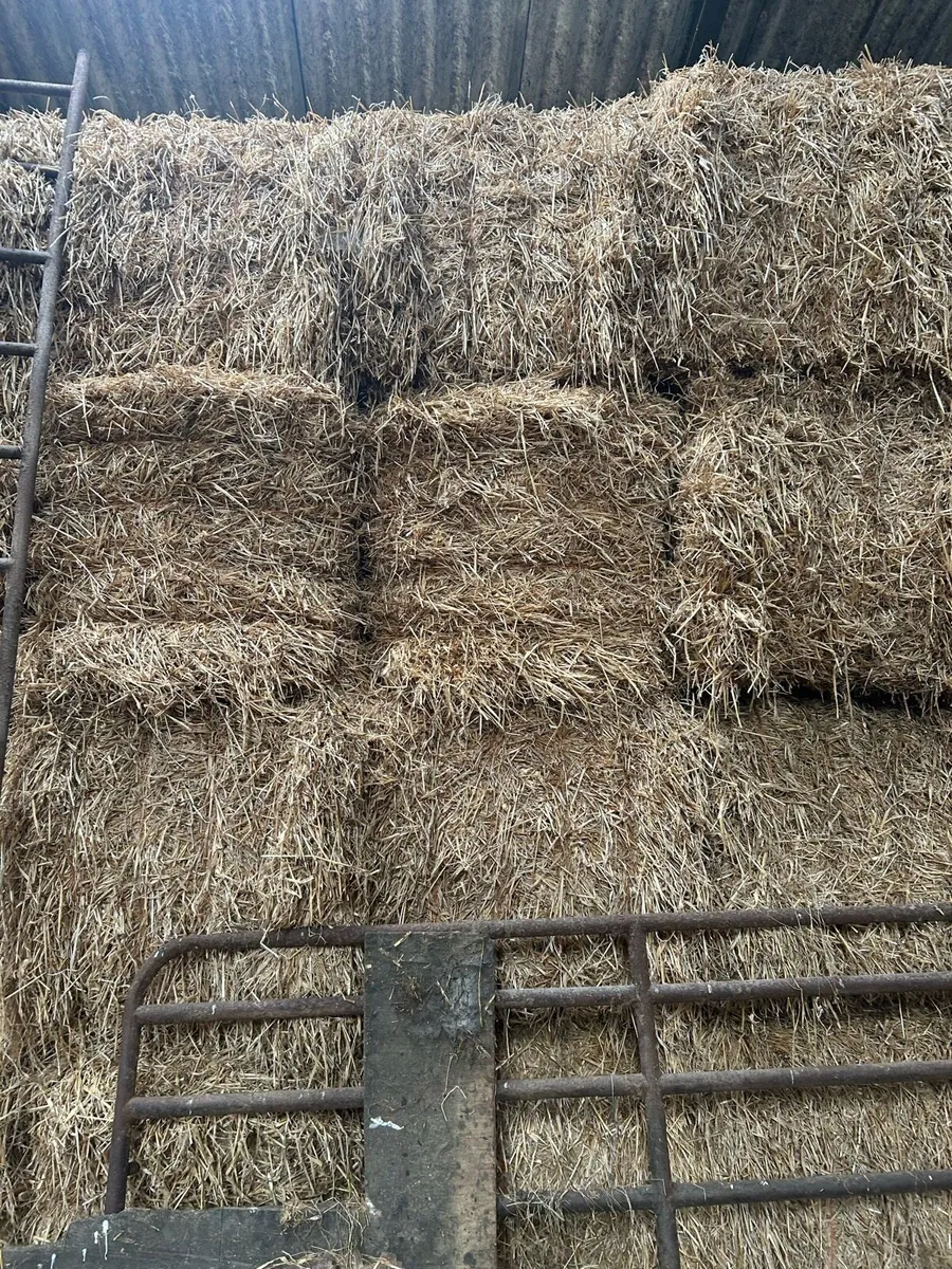 Barely straw - Image 2