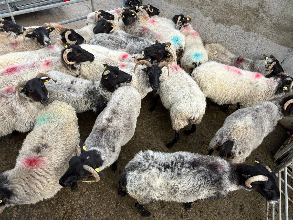 Cull Ewes - Image 2
