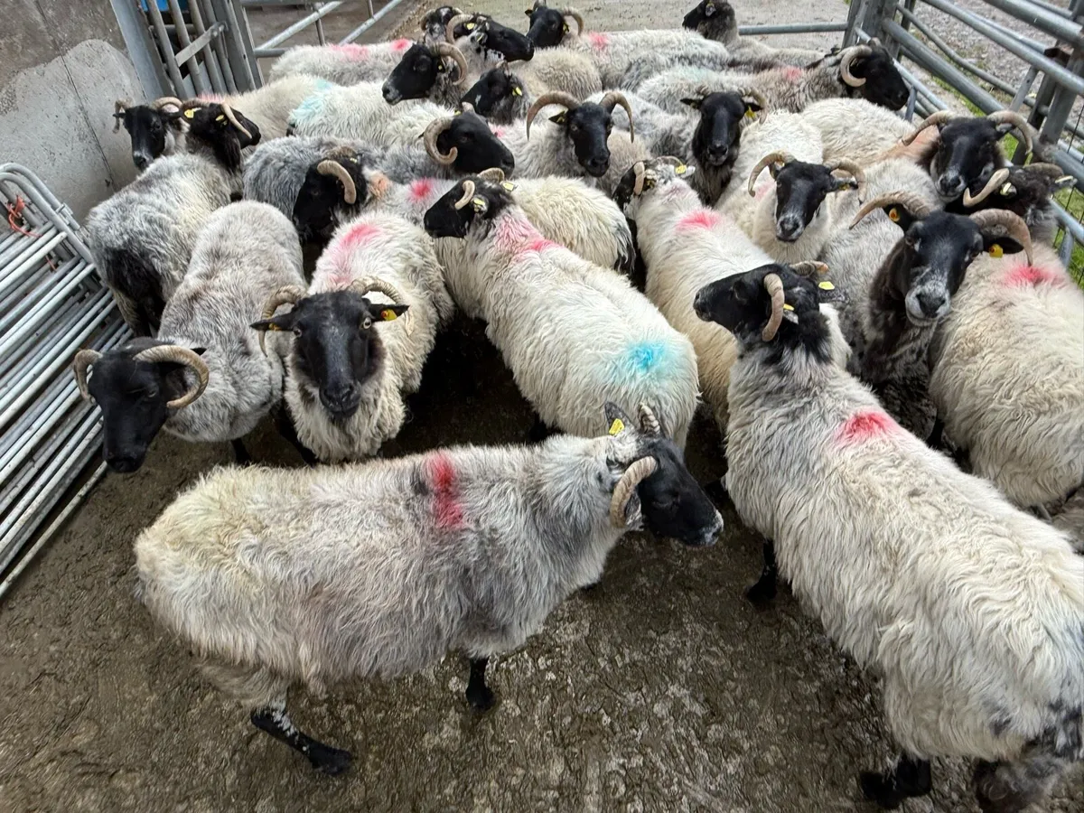 Cull Ewes - Image 1