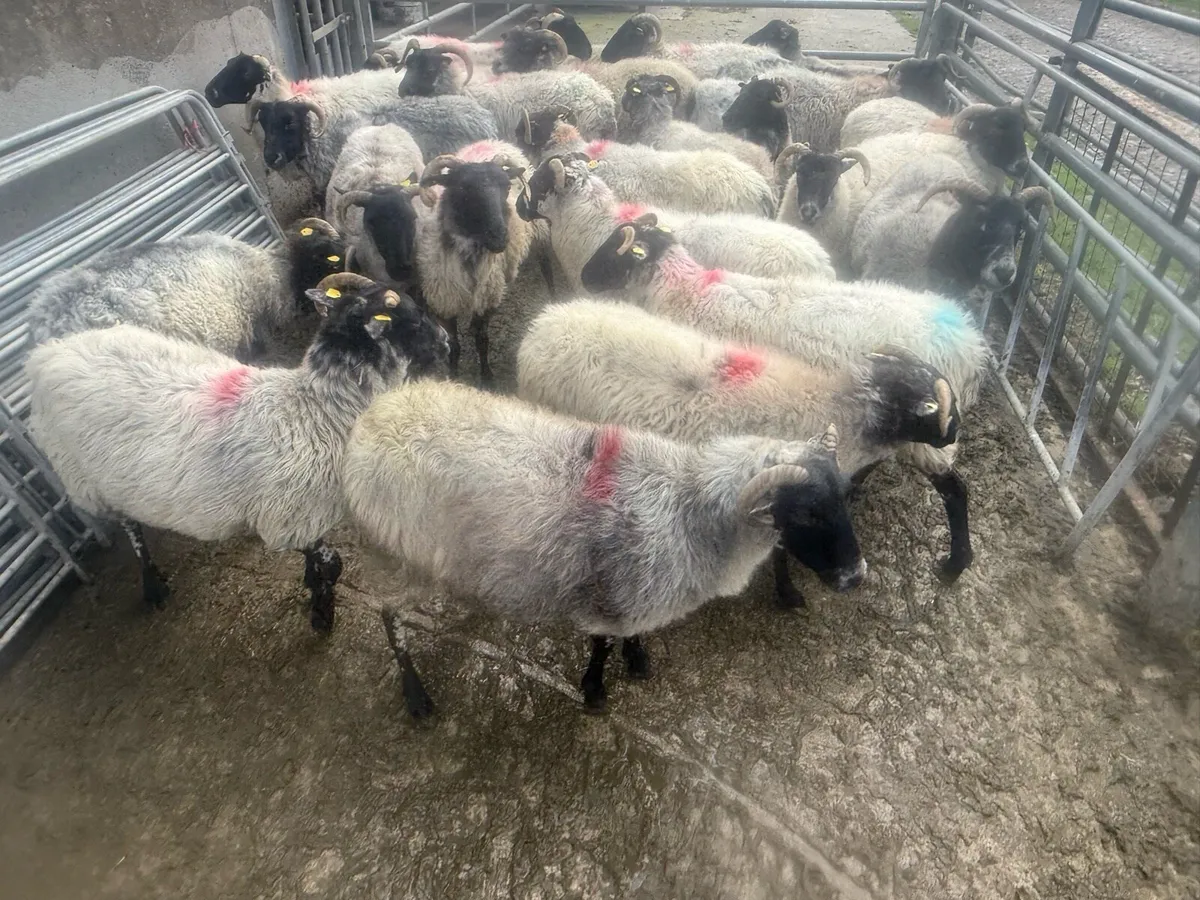 Cull Ewes - Image 3