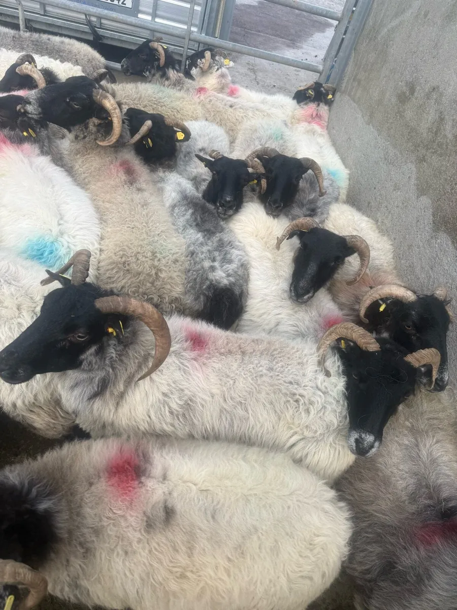 Cull Ewes - Image 4