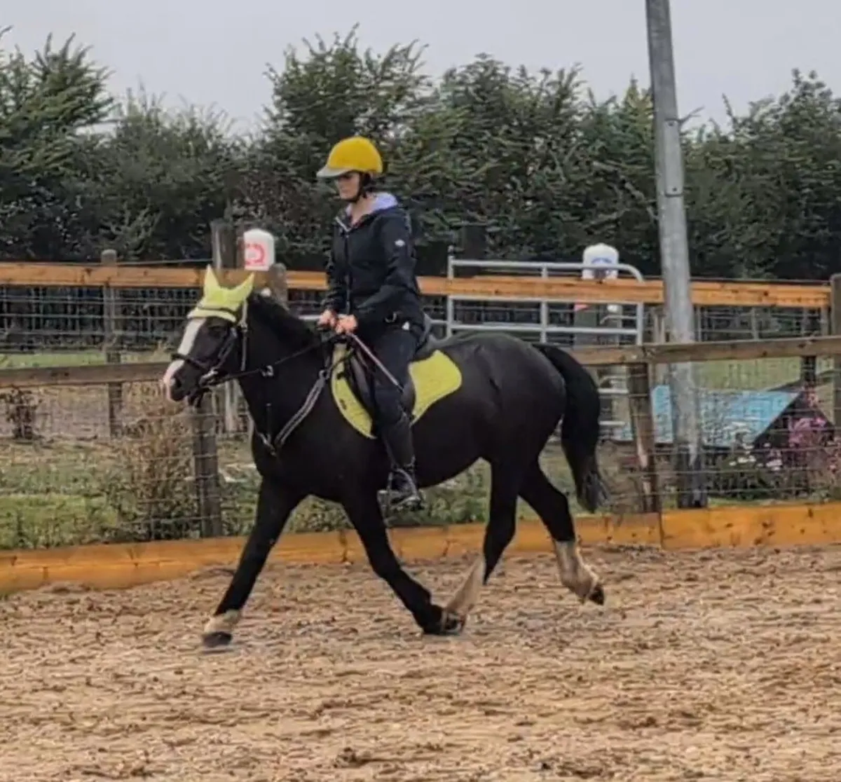 Cob Pony - Image 4