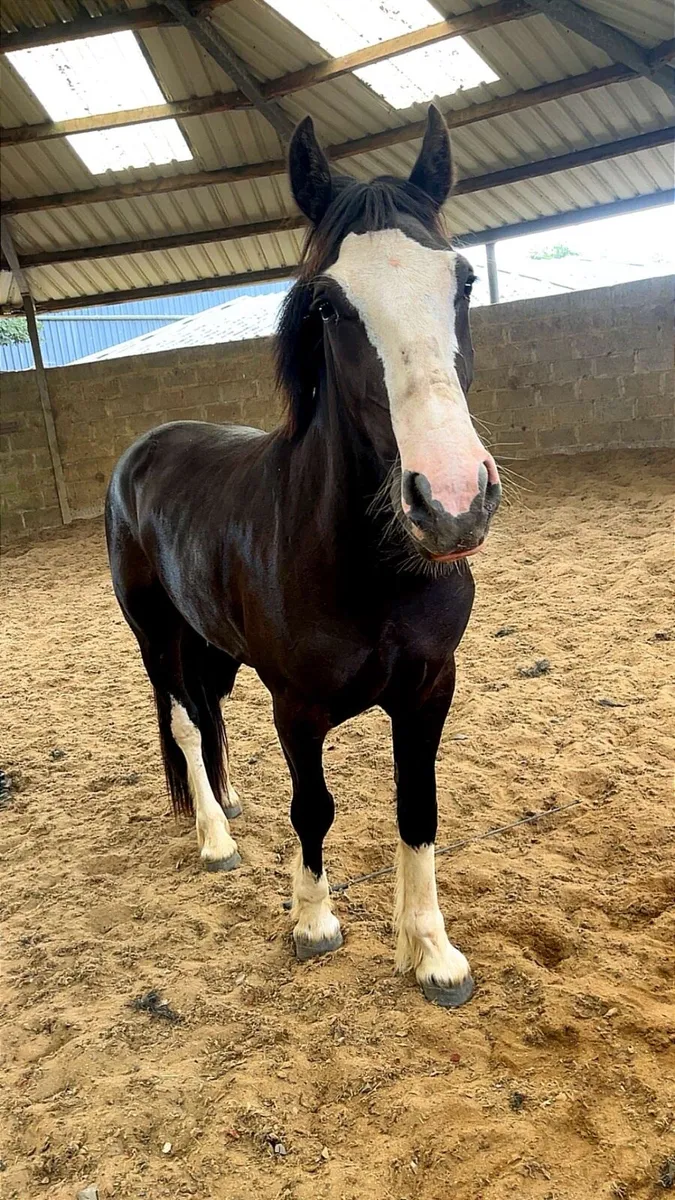Livery,breaking ,pretraining. - Image 1