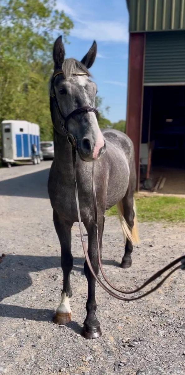 16.2 gelding ID X ISH - Image 2