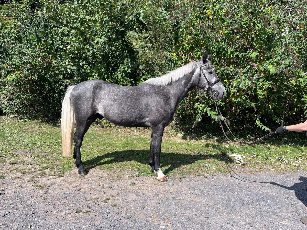 16.2 gelding ID X ISH - Image 3