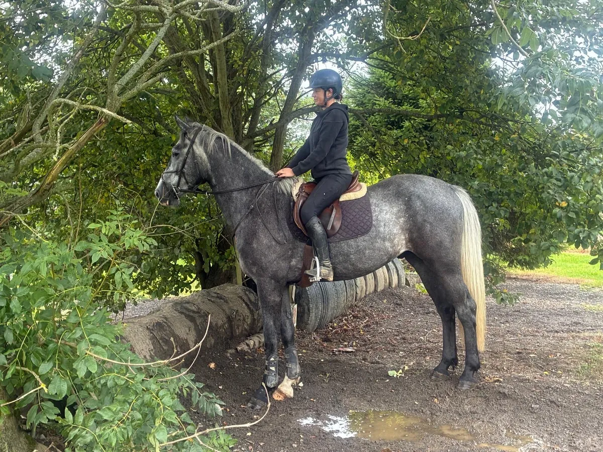 16.2 gelding ID X ISH - Image 1