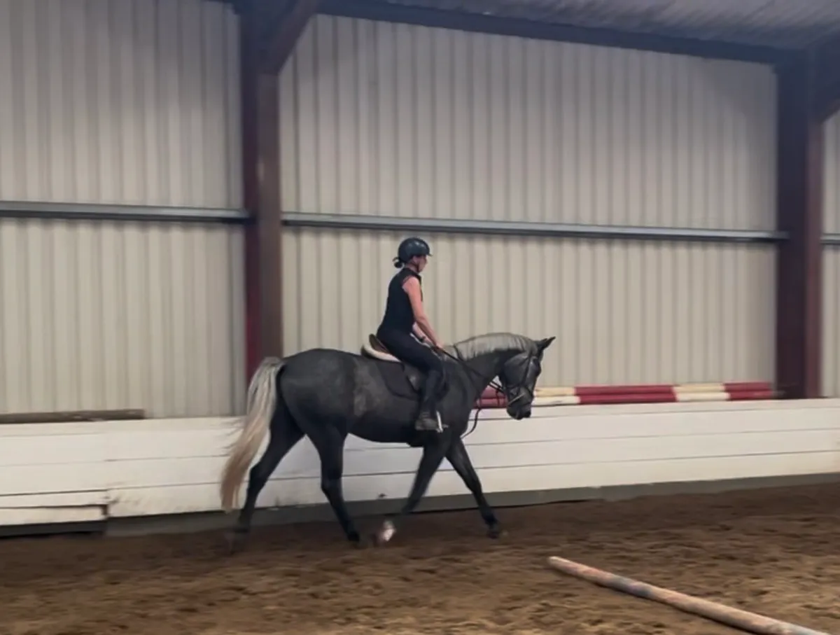 16.2 gelding ID X ISH - Image 4