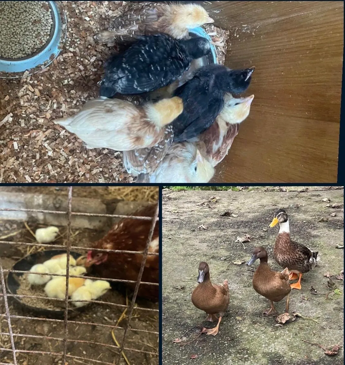 Hens and chicks - Image 1