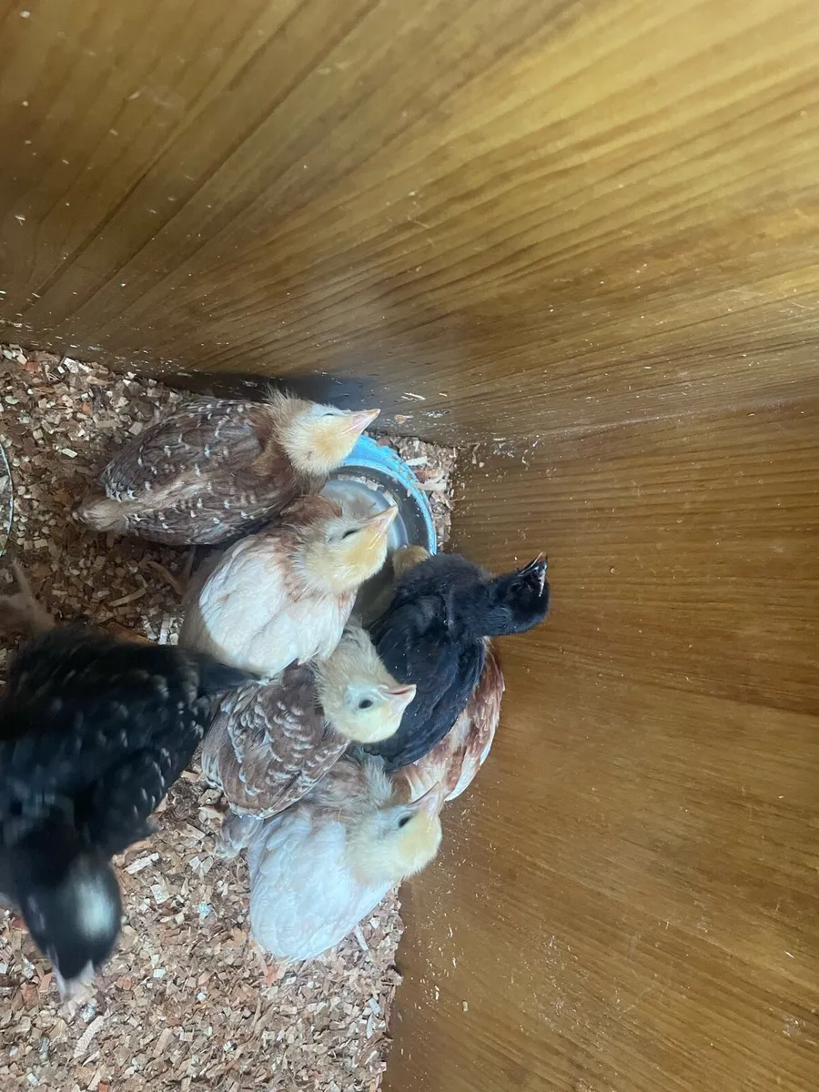 Hens and chicks - Image 2