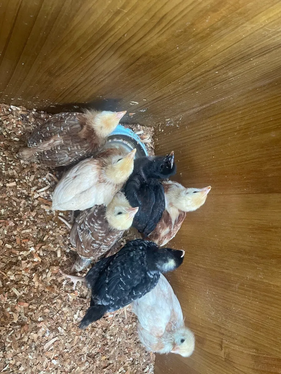 Hens and chicks - Image 3