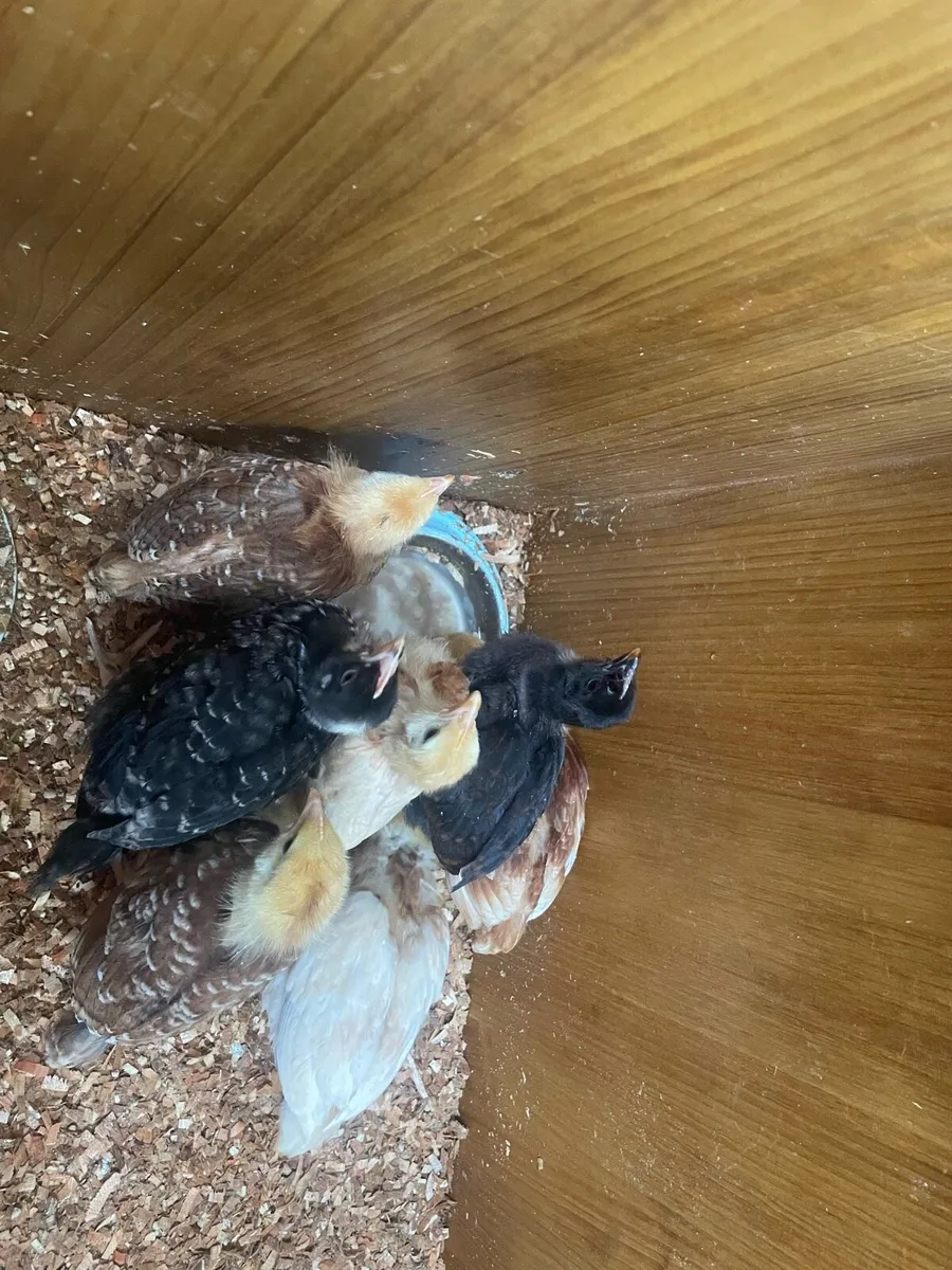 Hens and chicks - Image 4