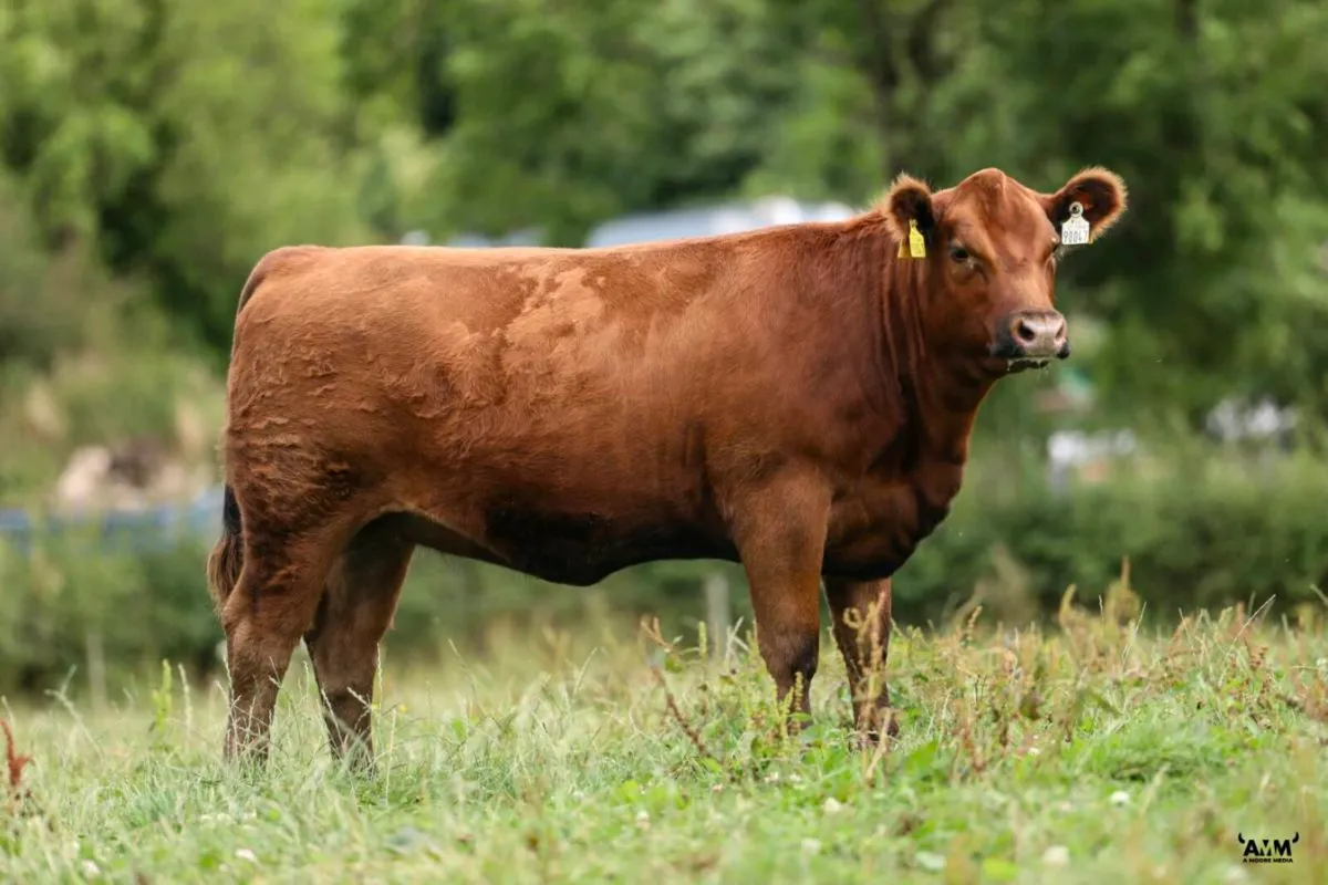 Red Angus Heifers - Image 4