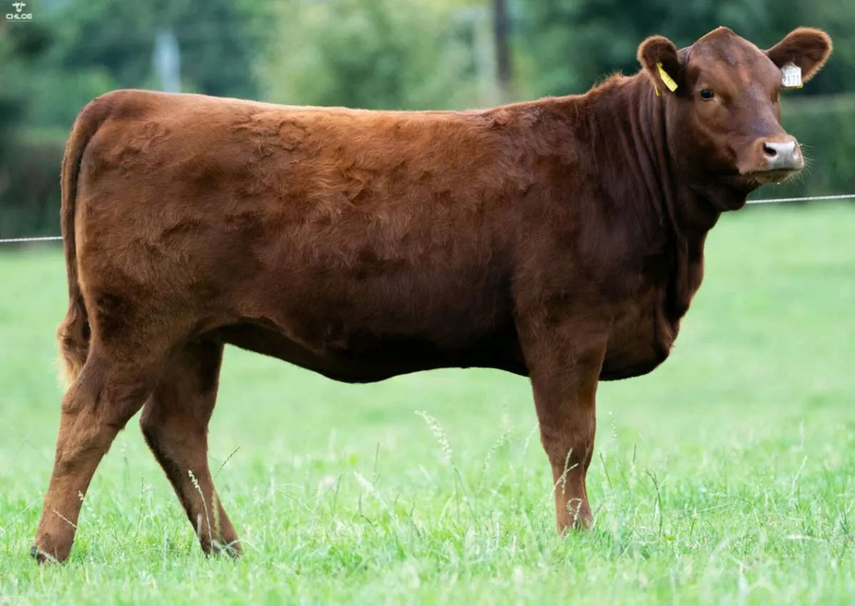 Red Angus Heifers - Image 1