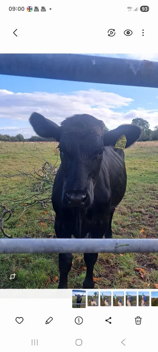 Milkings