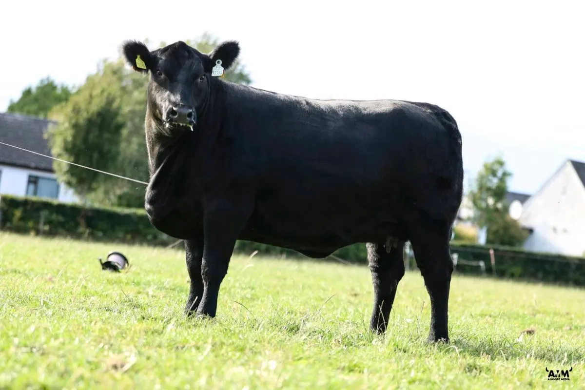Top Quality Angus Heifers - Image 1