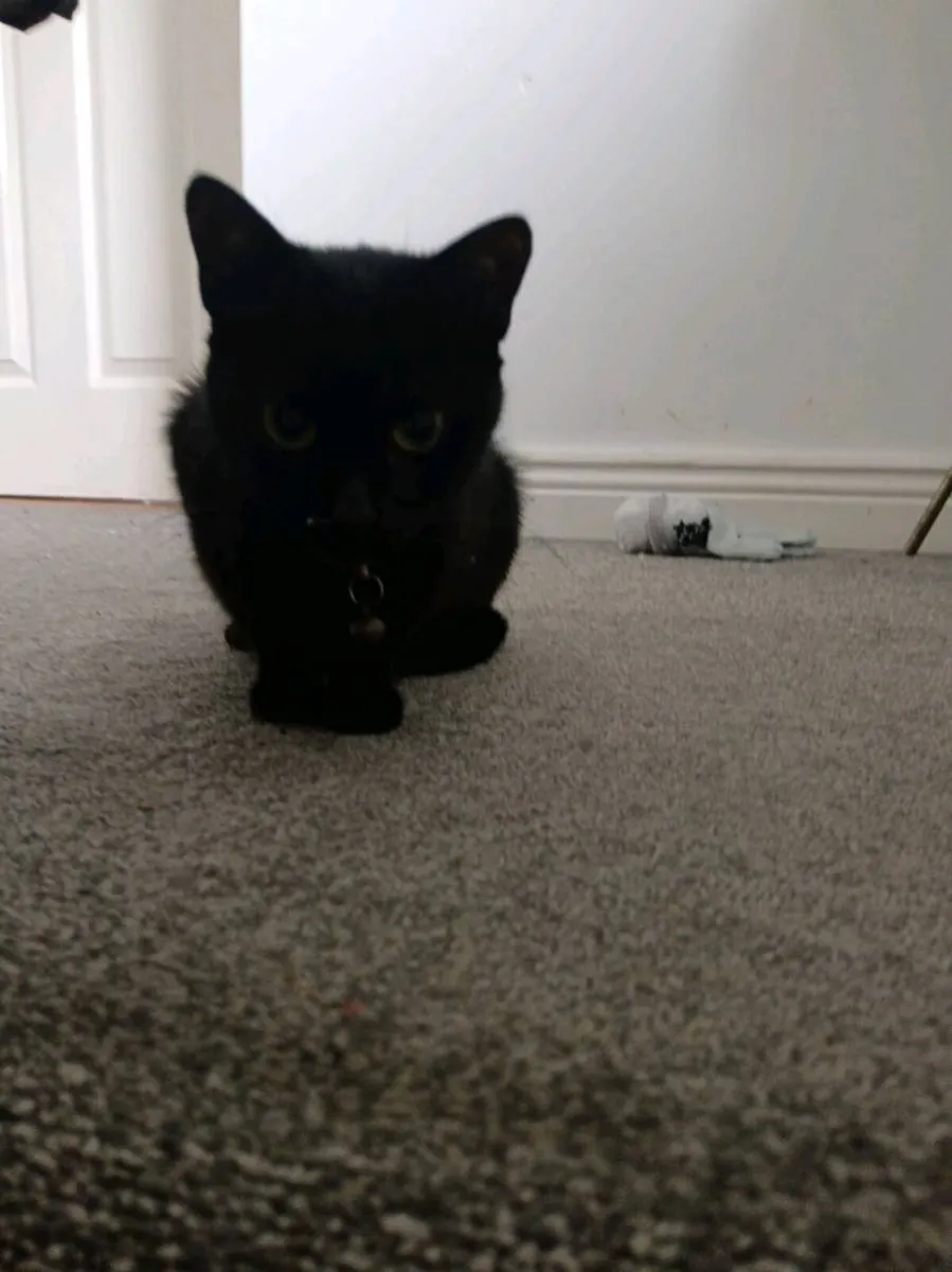 Cat - Image 1