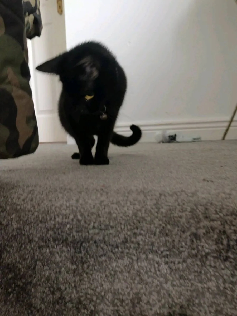 Cat - Image 2