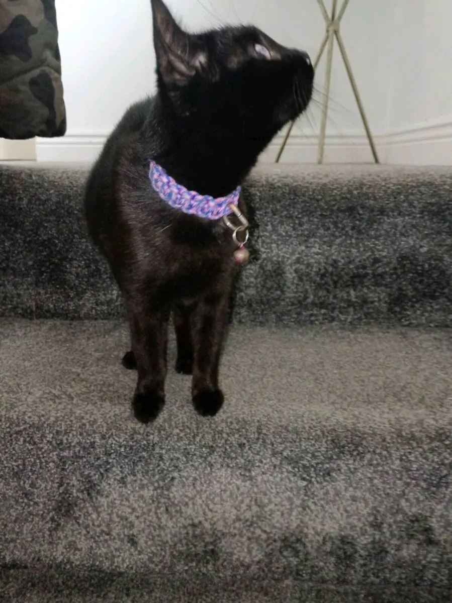 Cat - Image 3