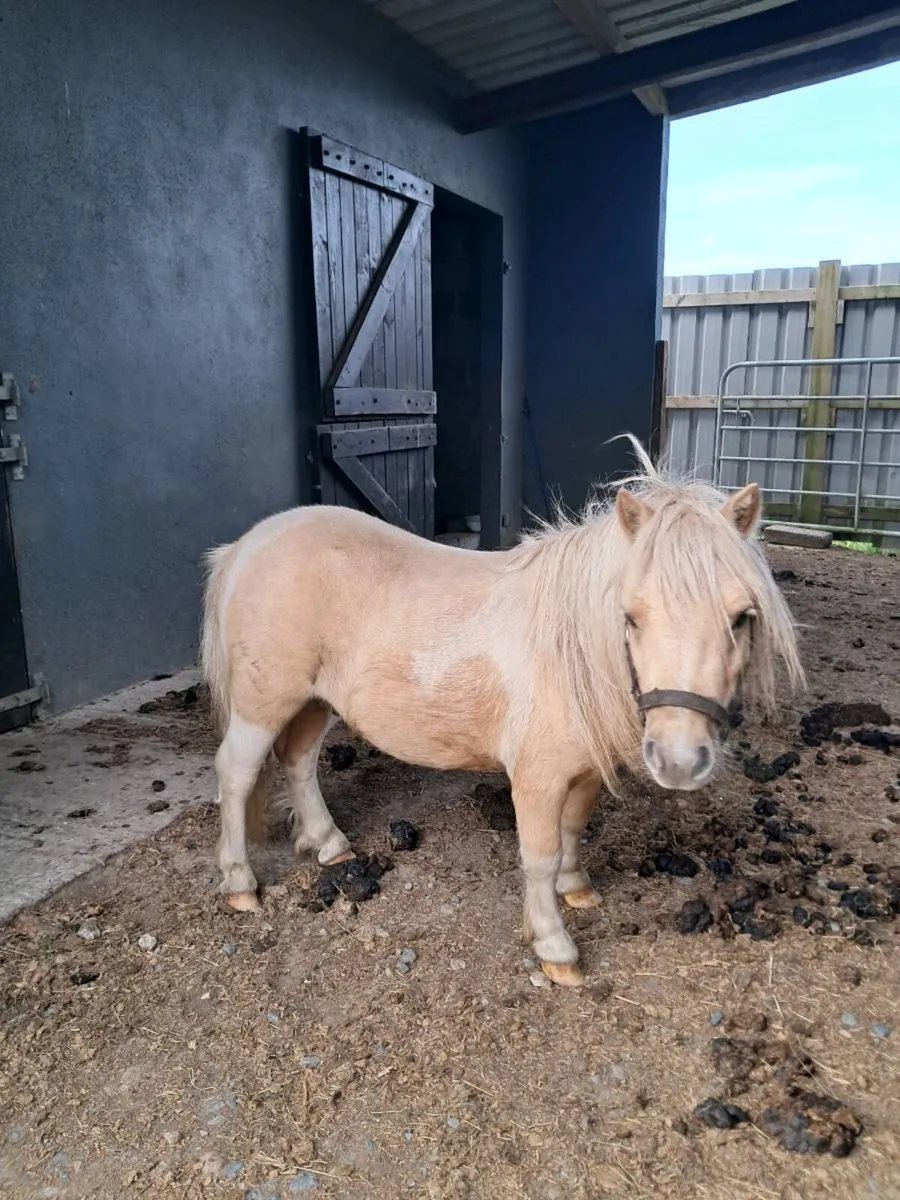 Horse - Image 2