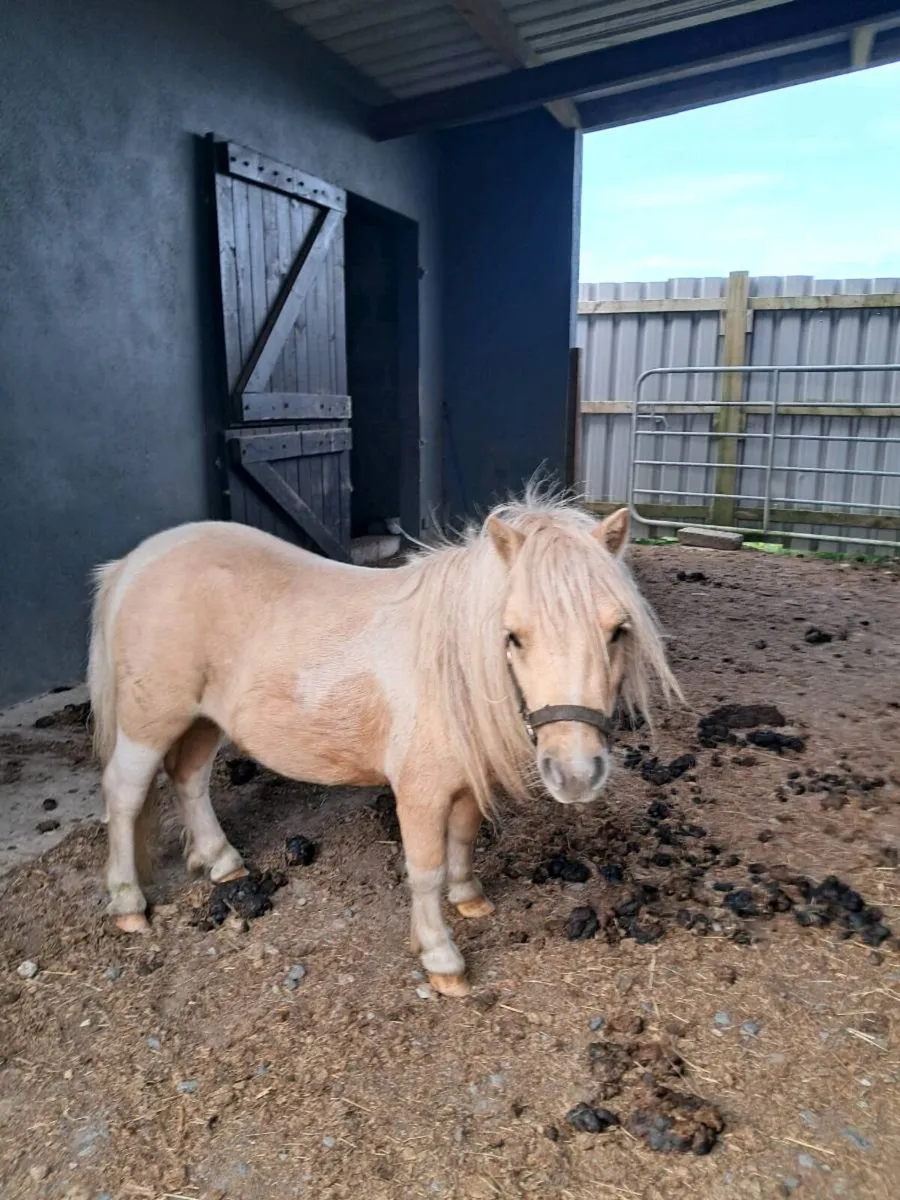 Horse - Image 1