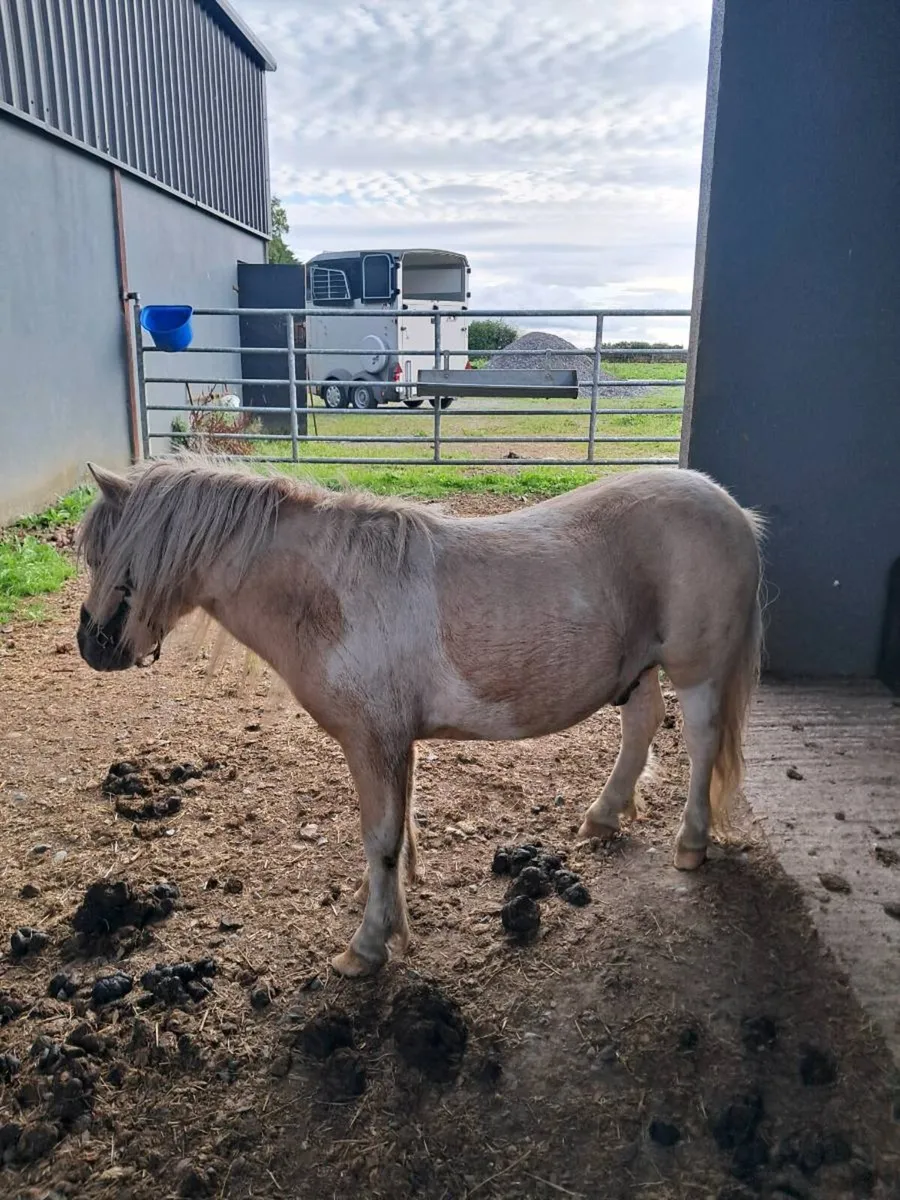 Horse - Image 3