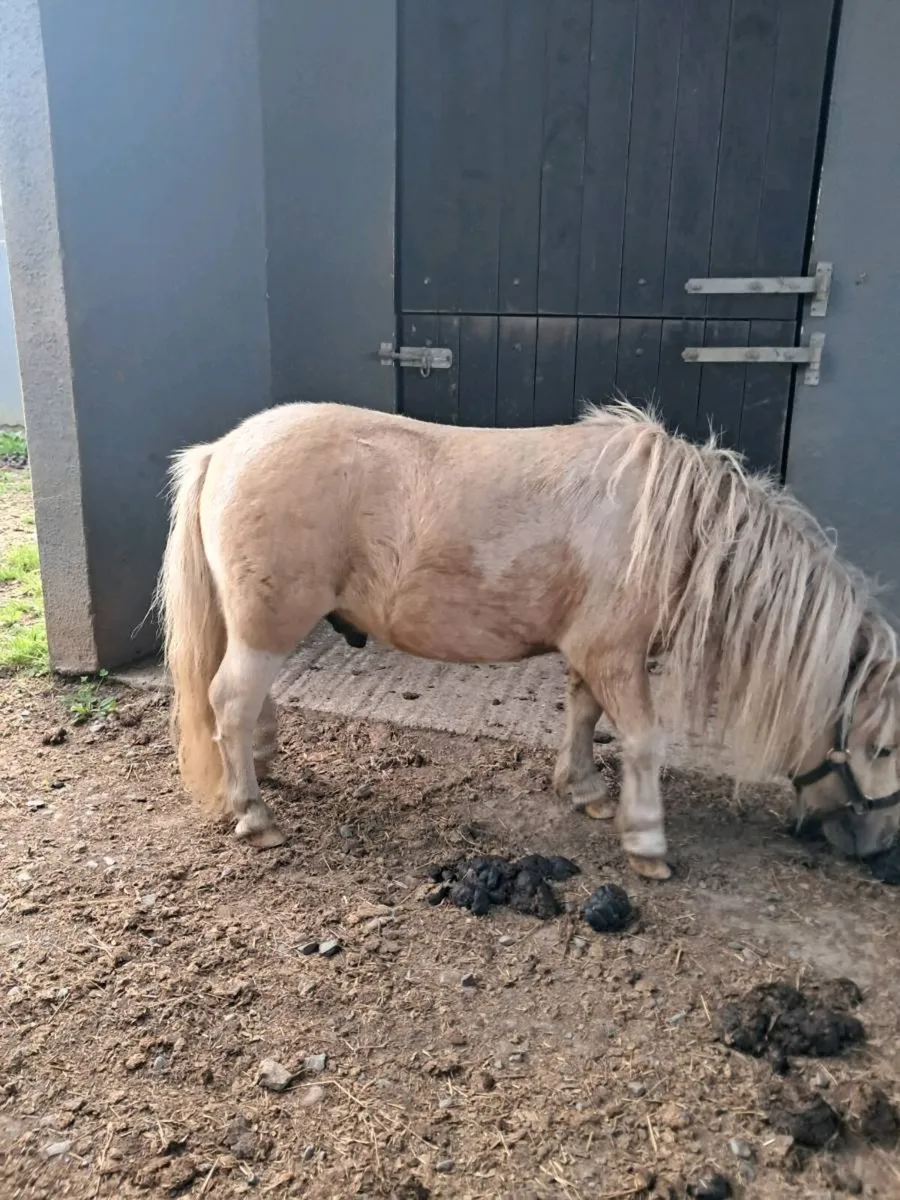 Horse - Image 4
