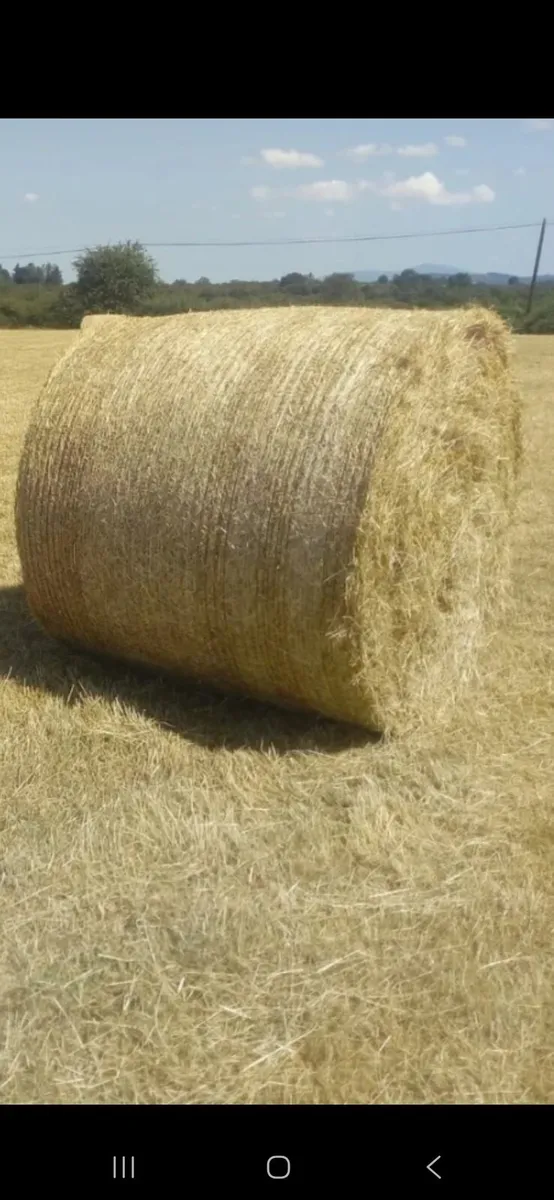 Hay - Image 2