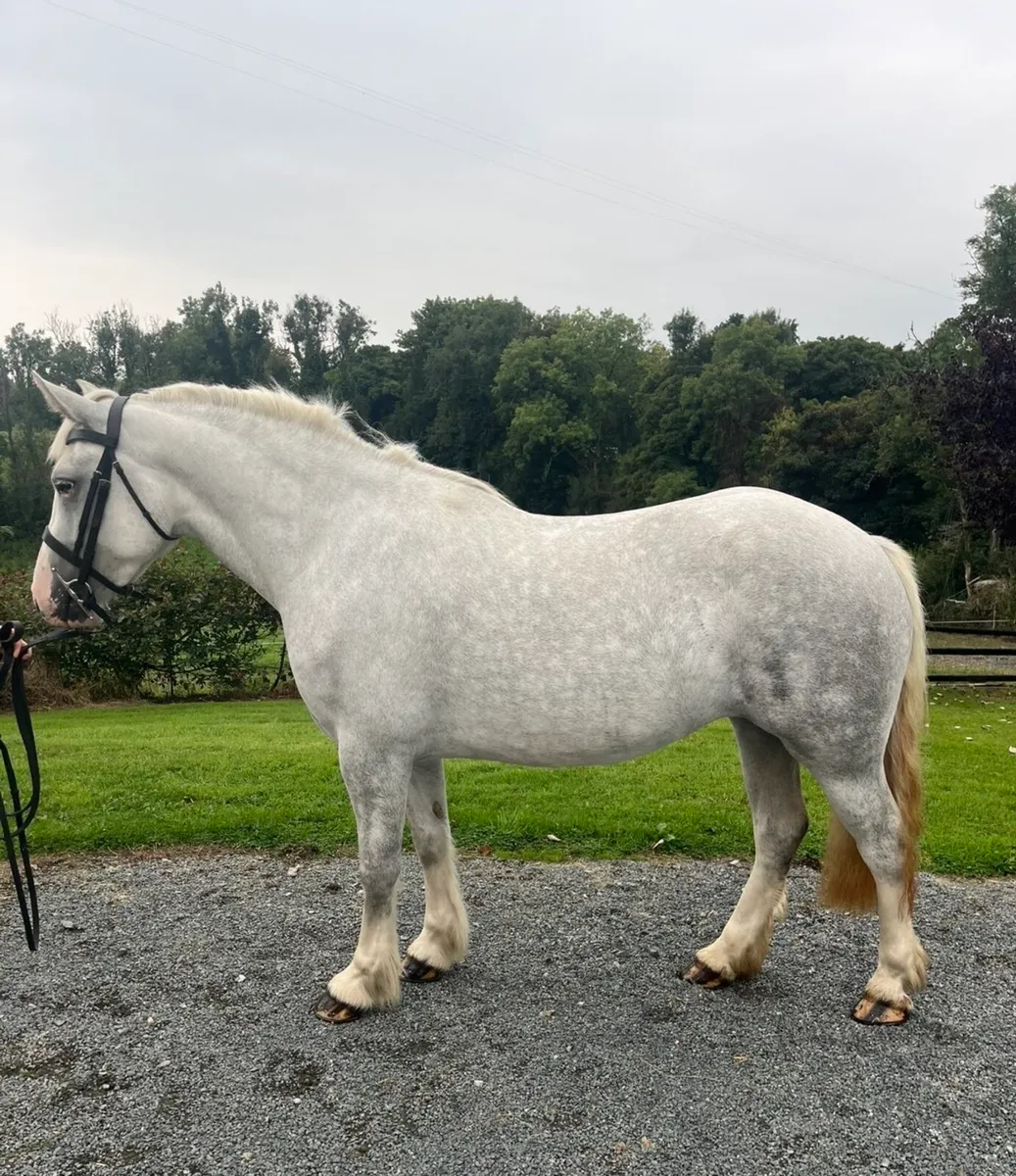 Lovely Draught X Cob mare - Image 1