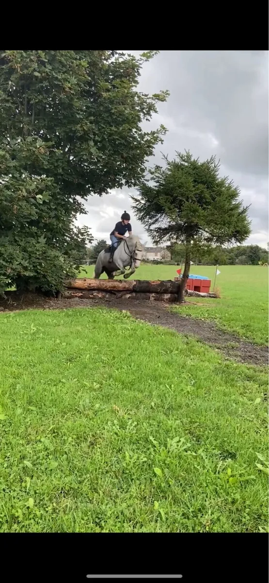 Lovely Draught X Cob mare - Image 2