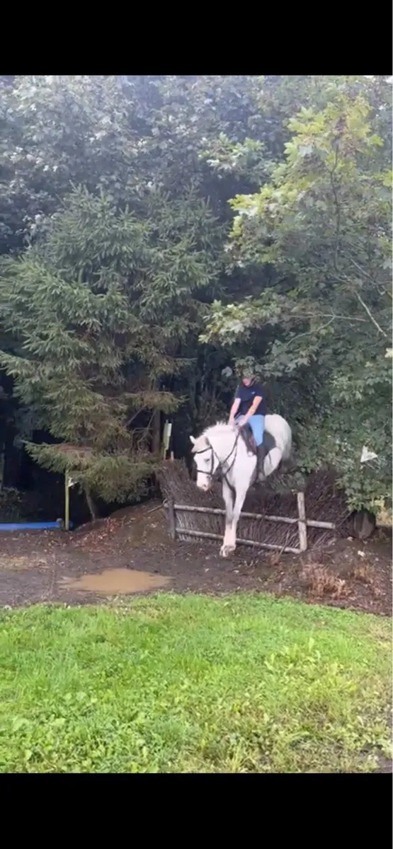 Lovely Draught X Cob mare - Image 3