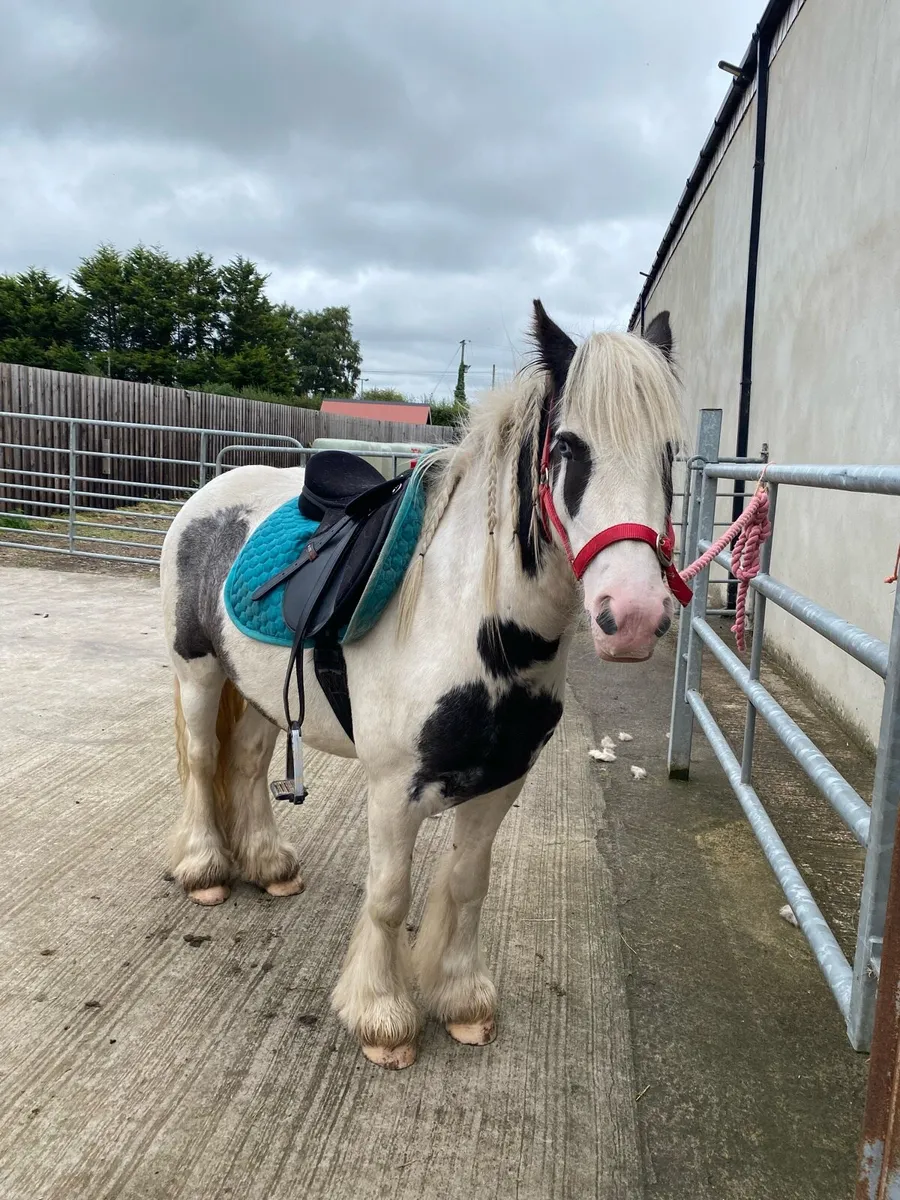 Kids pony £1600 or nearest offer - Image 3