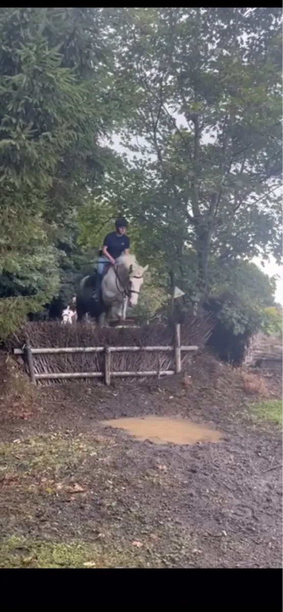 Lovely Draught X Cob mare - Image 4