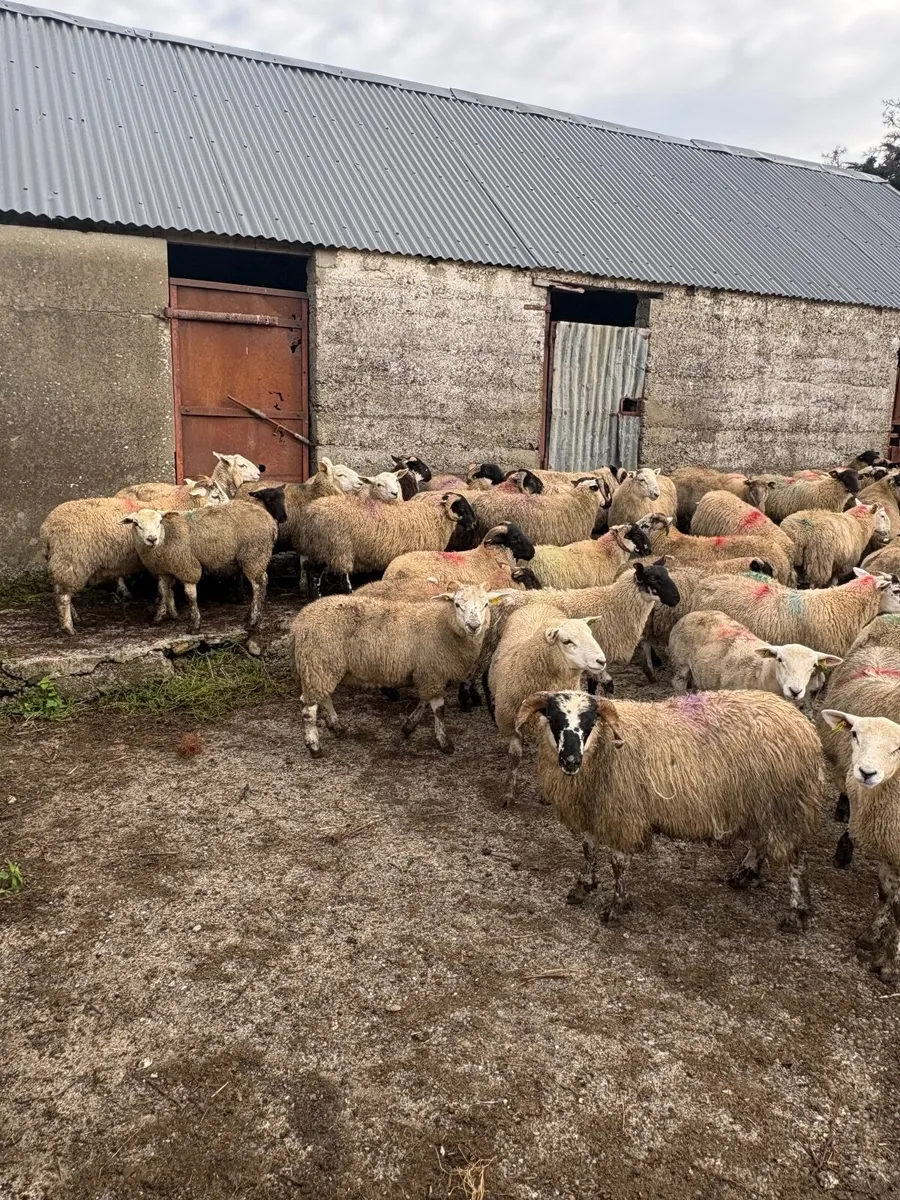 120 store lambs (32-37kg) - Image 4