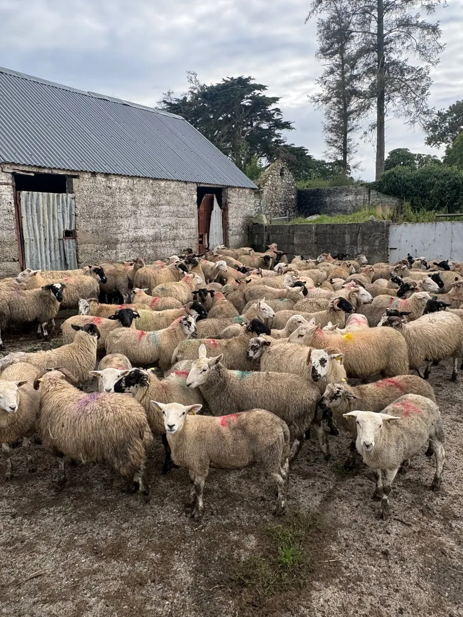 120 store lambs (32-37kg) - Image 1