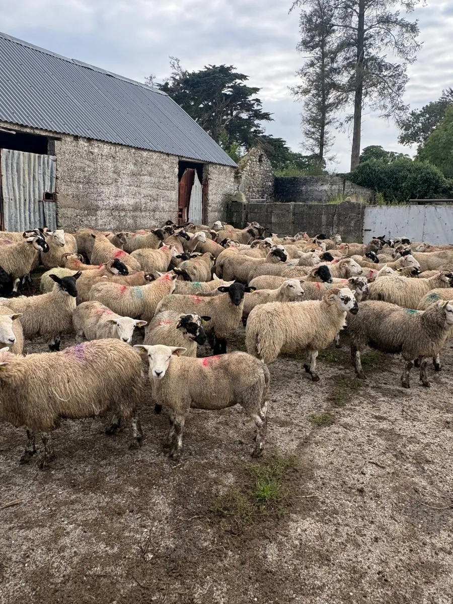 120 store lambs (32-37kg) - Image 2