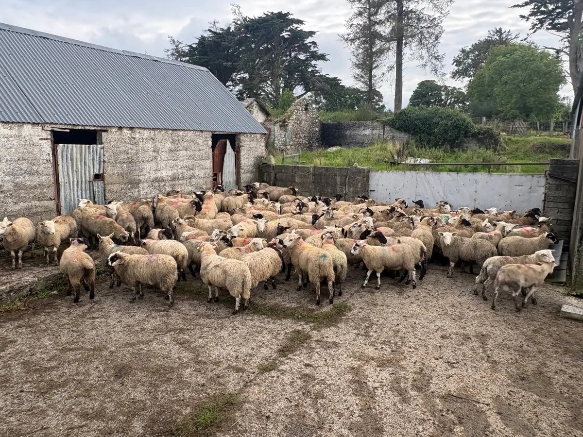 120 store lambs (32-37kg) - Image 3