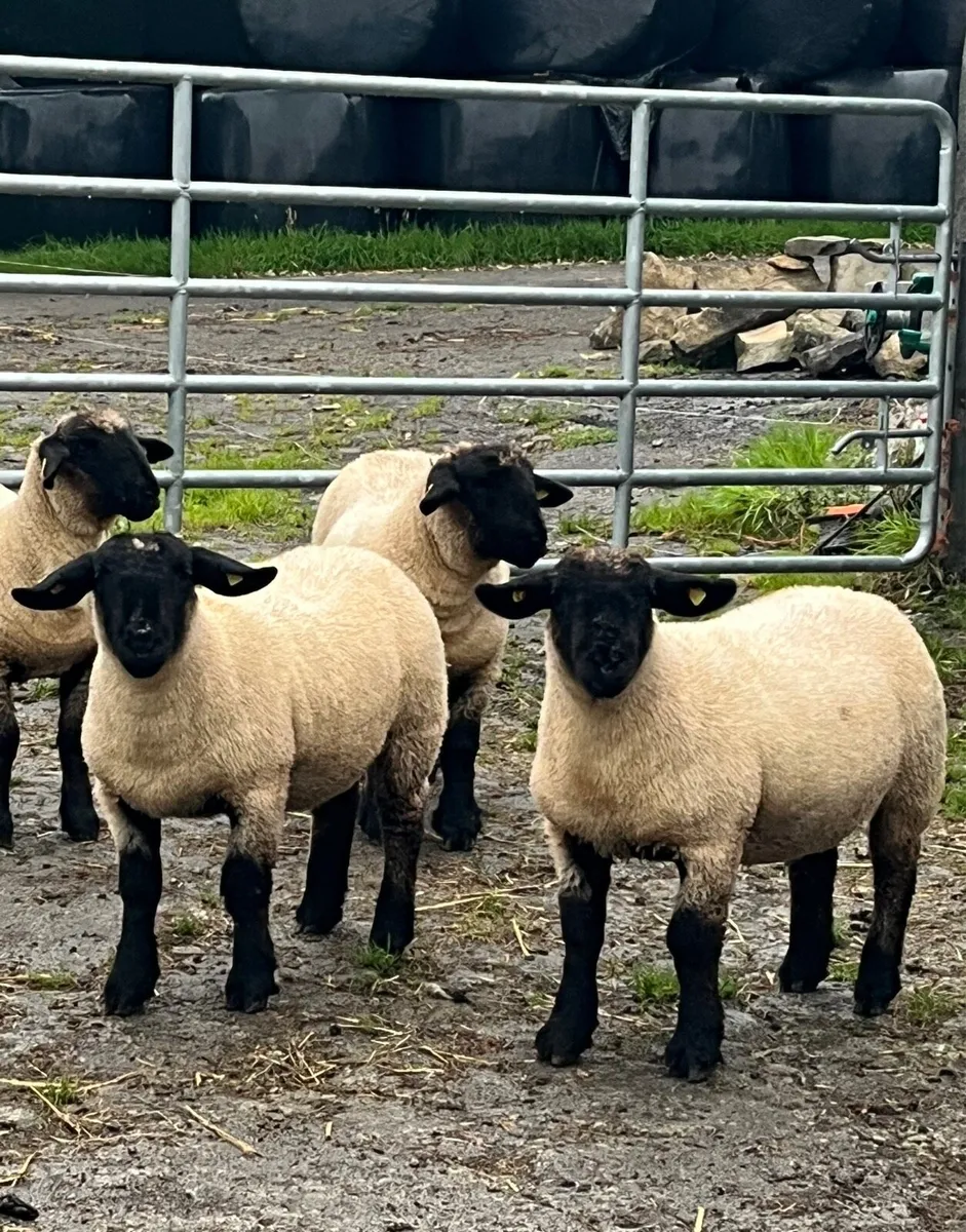 Suffolk ewe lambs