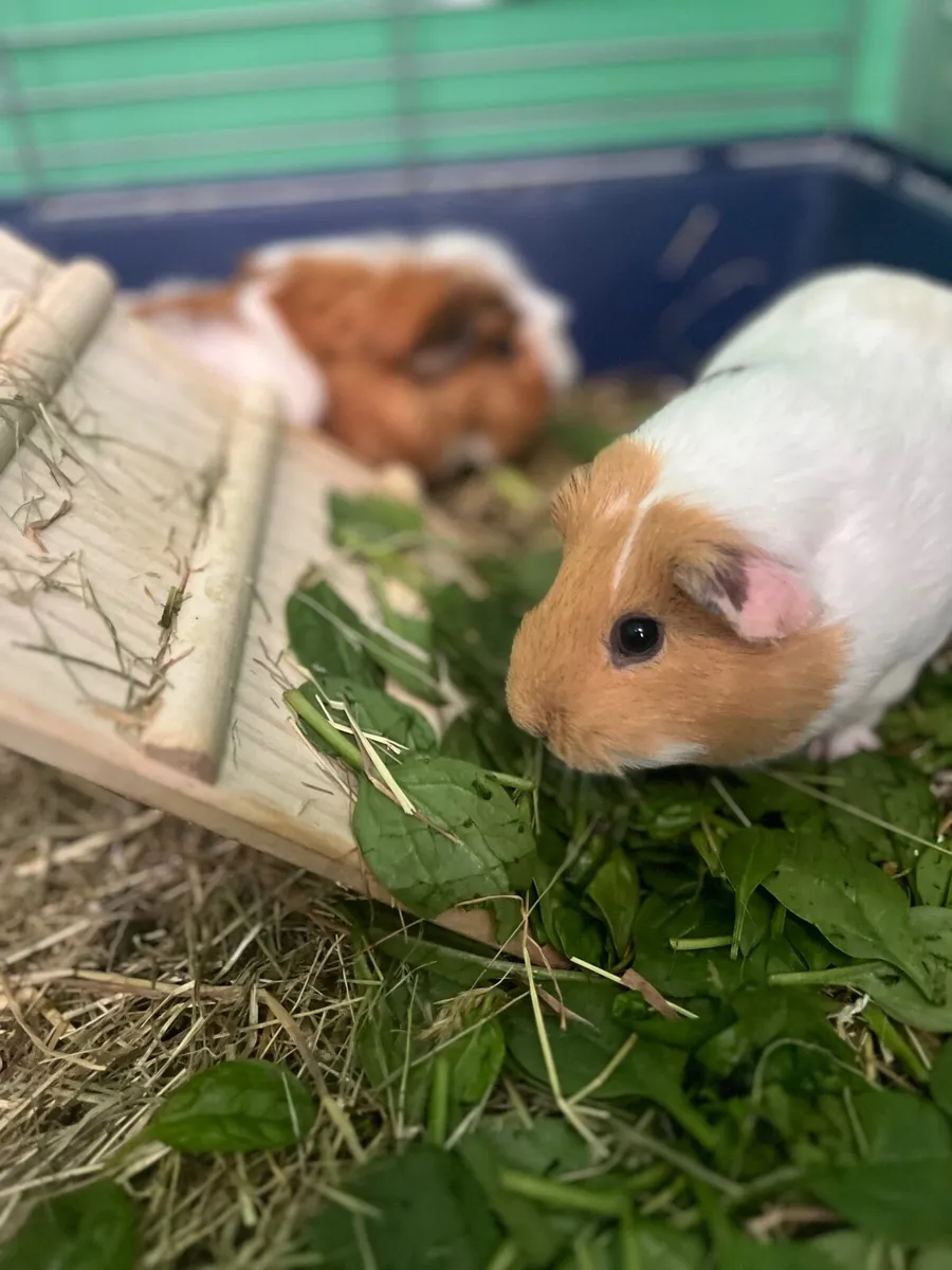 Beautiful Female  Guinea Pigs - Image 1