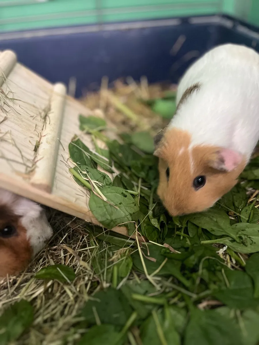 Beautiful Female  Guinea Pigs - Image 2
