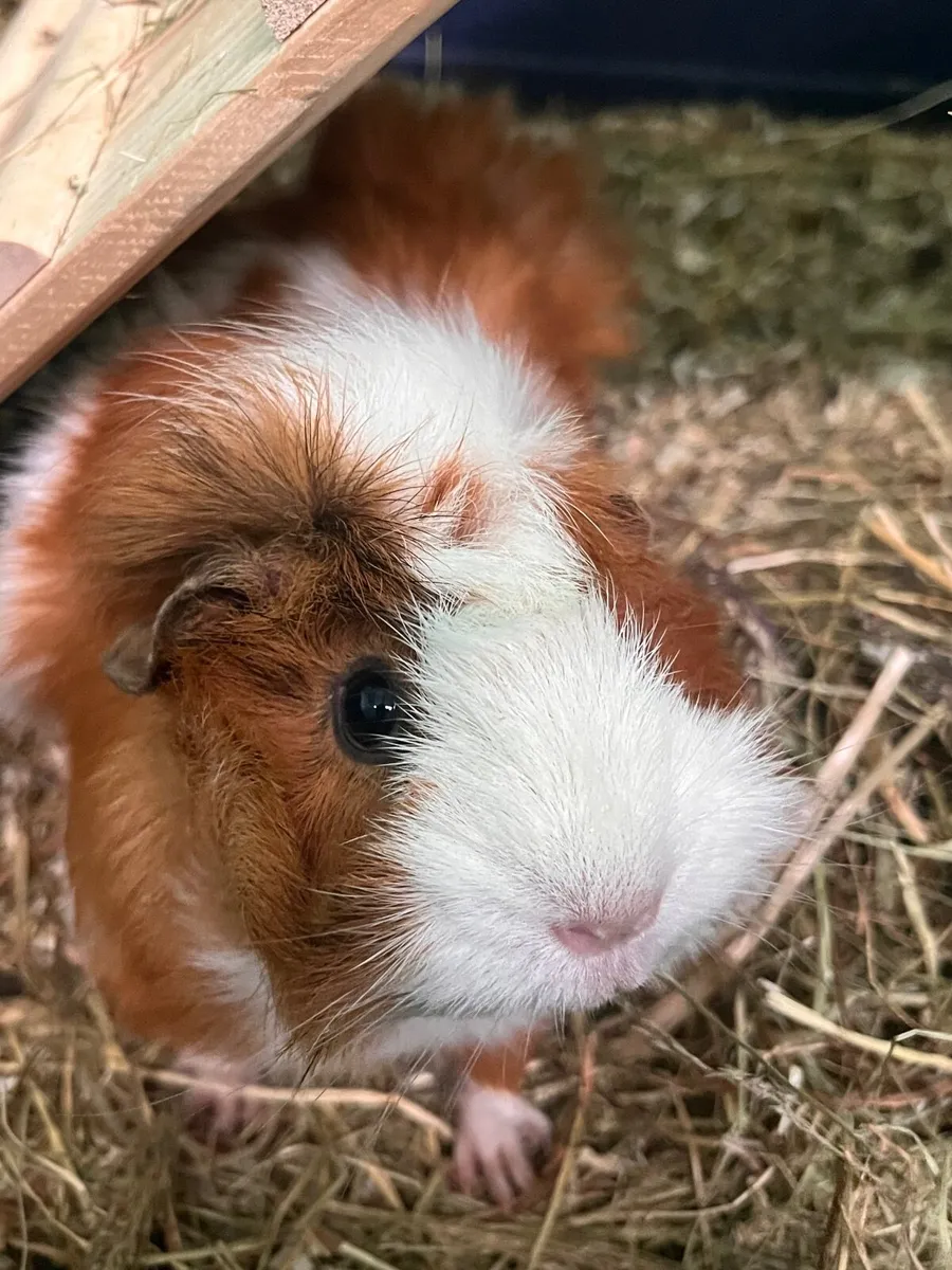Beautiful Female  Guinea Pigs - Image 3