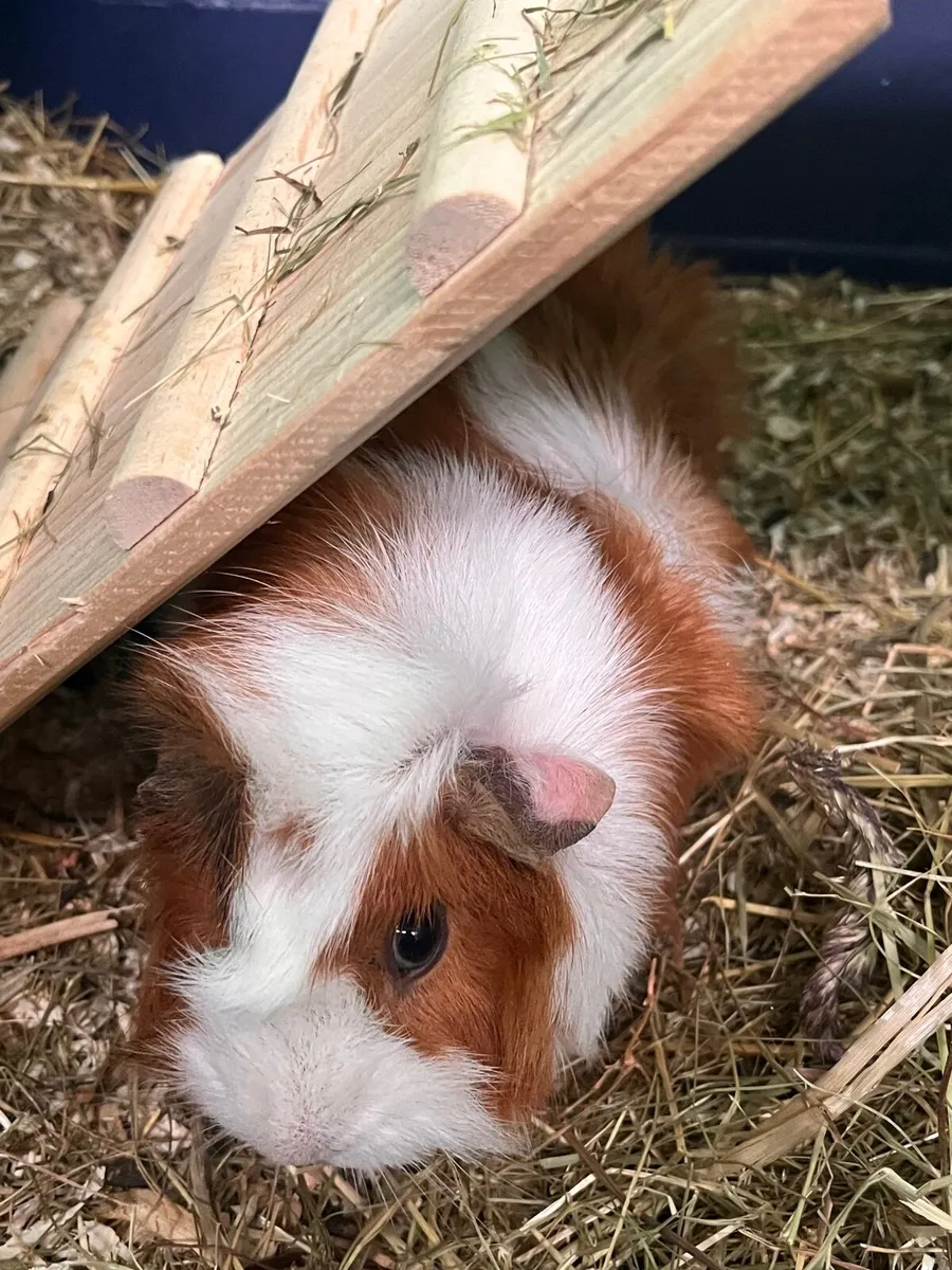 Beautiful Female  Guinea Pigs - Image 4